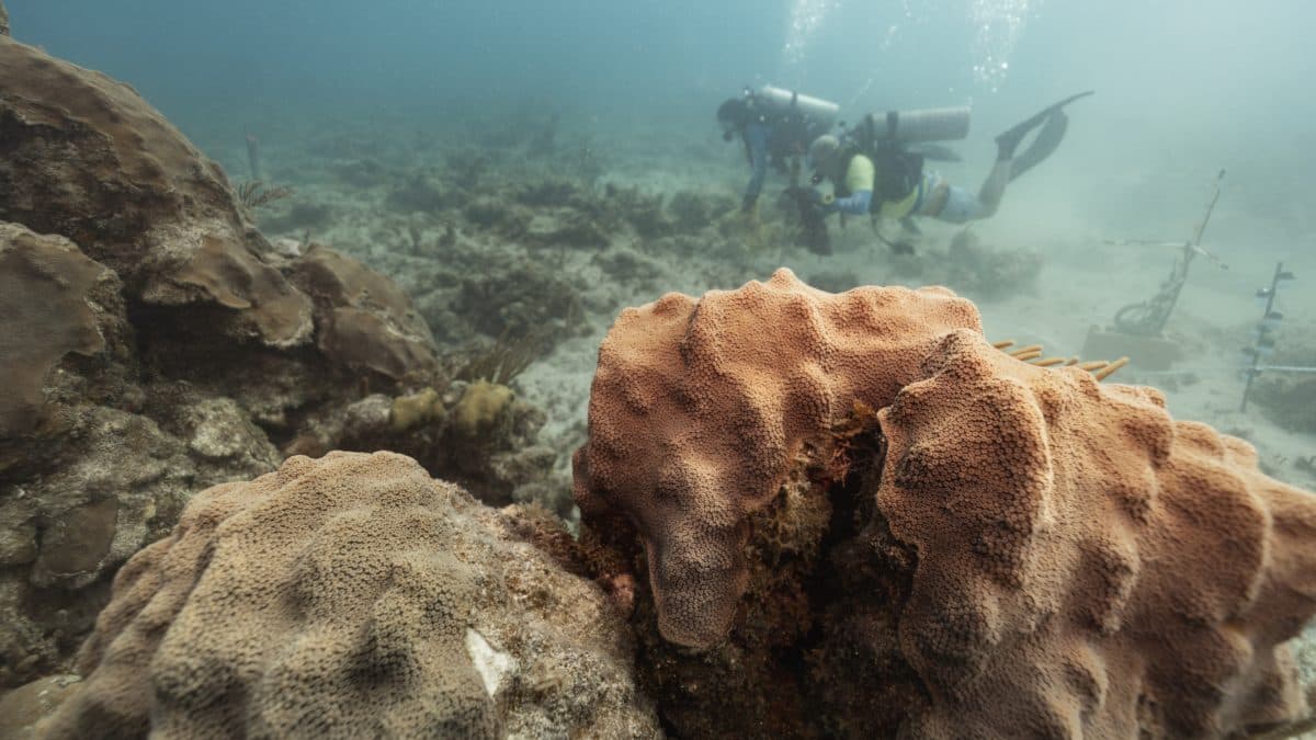 Aoki and Mooney survey one of the reefs