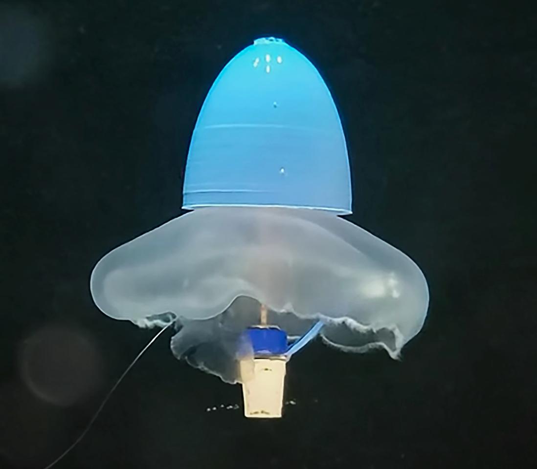 The total hardware cost for each biohybrid jellyfish is about US$20