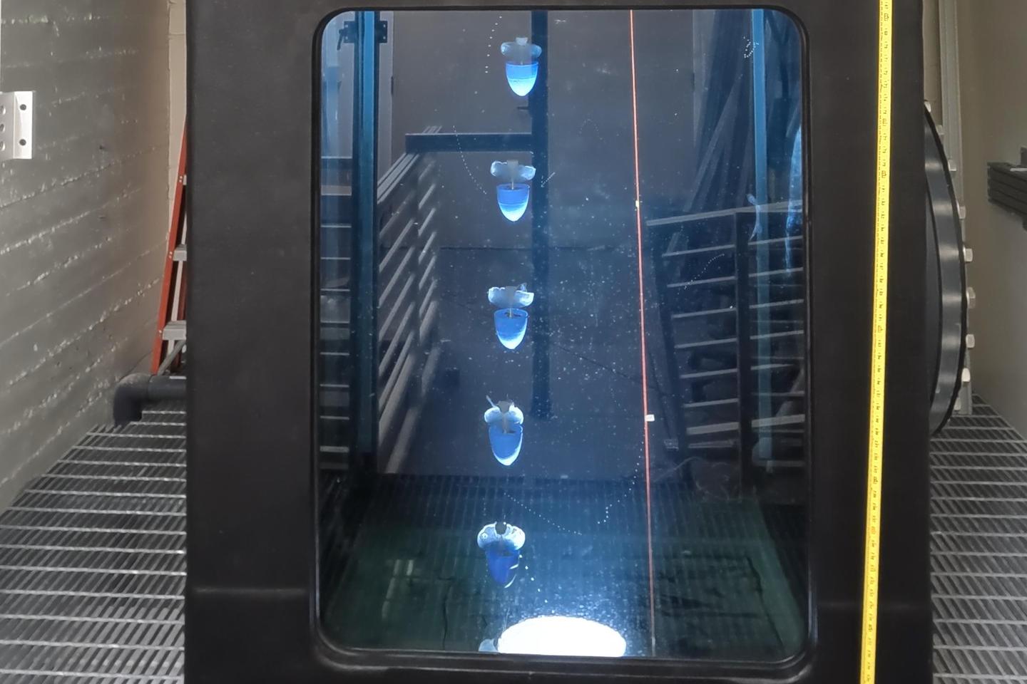 A multiple exposure of a biohybrid jellyfish swimming headfirst down a vertical tank used in the study