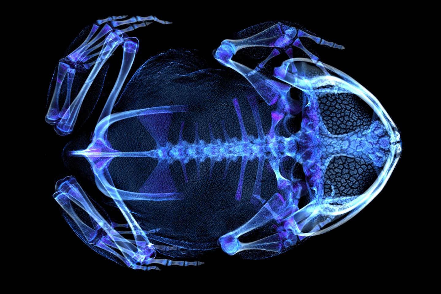 Colorized CT scan of a Burmese horned toad, showing the skeleton and mineralized skin