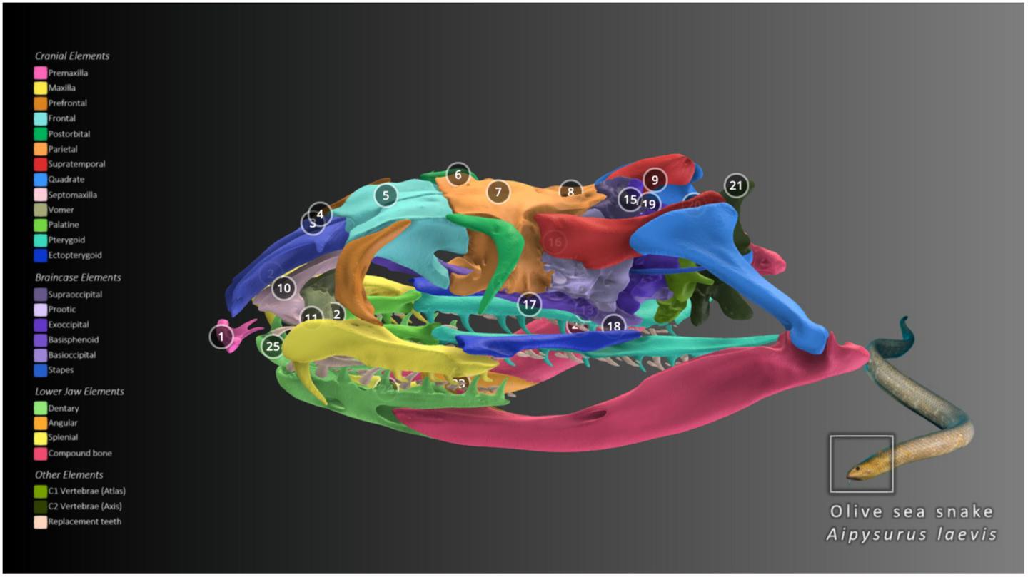 Sample of the interactive 3D models available on Sketchfab