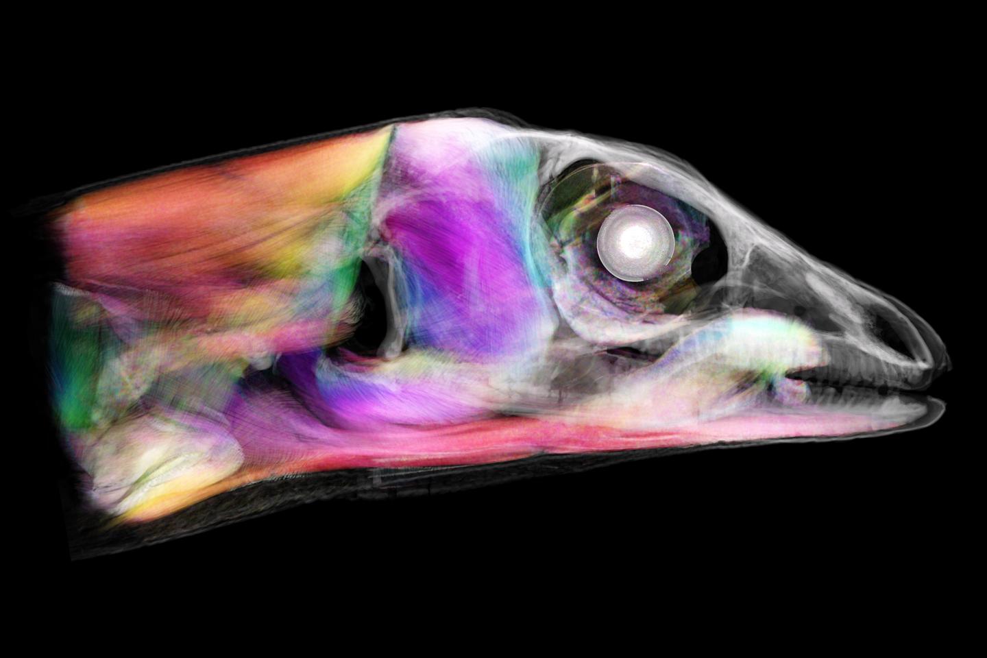 Contrast-enhanced scan of a Cuban anole