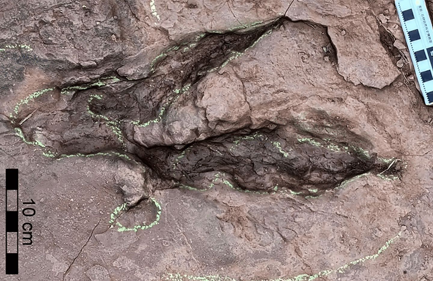 One of the huge footprints discovered in China that revealed the new giant species of raptor dinosaur