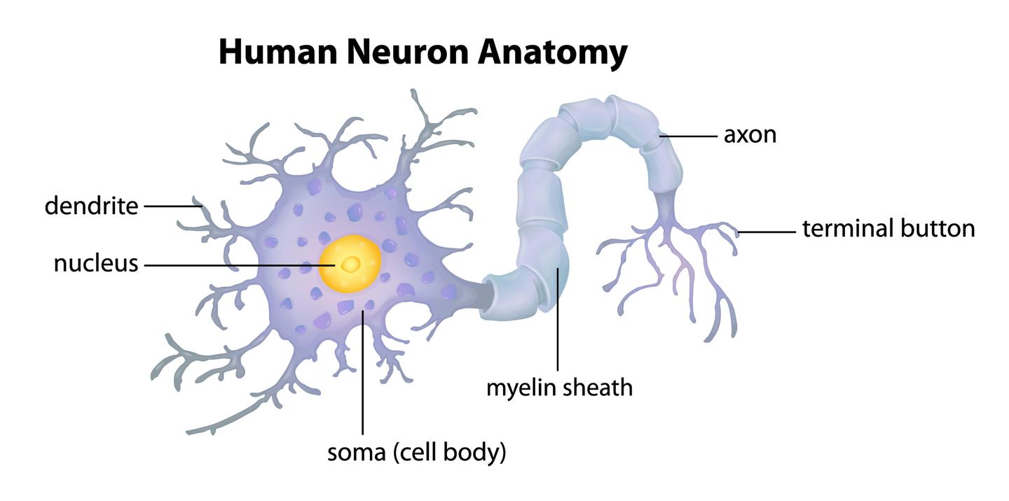 Diagram of neuron anatomy