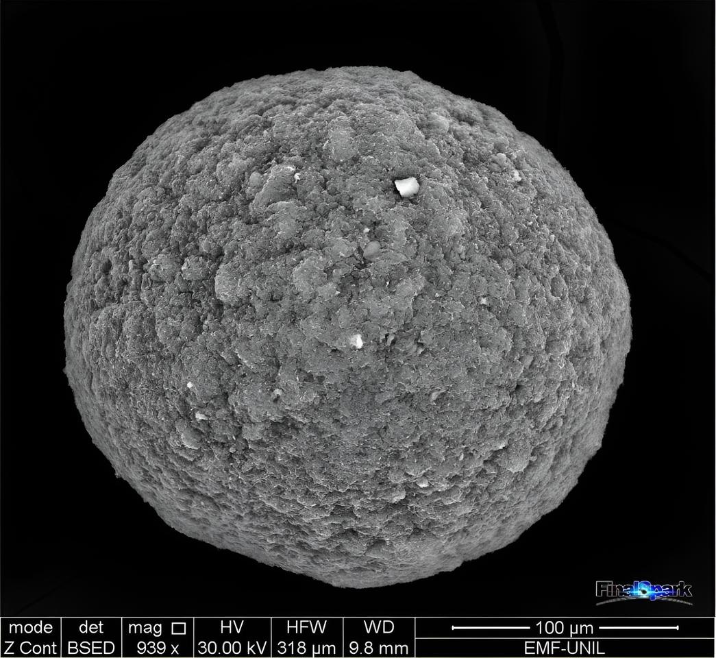A spherical brain cell organoid