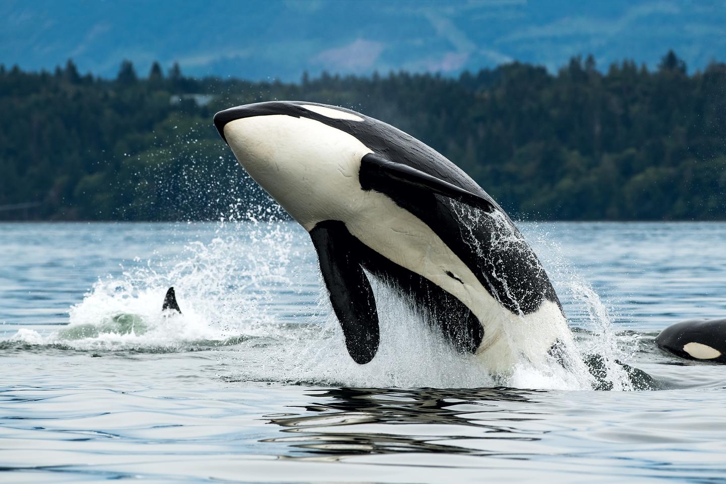 These social, playful animals seem to be living up to their reputation