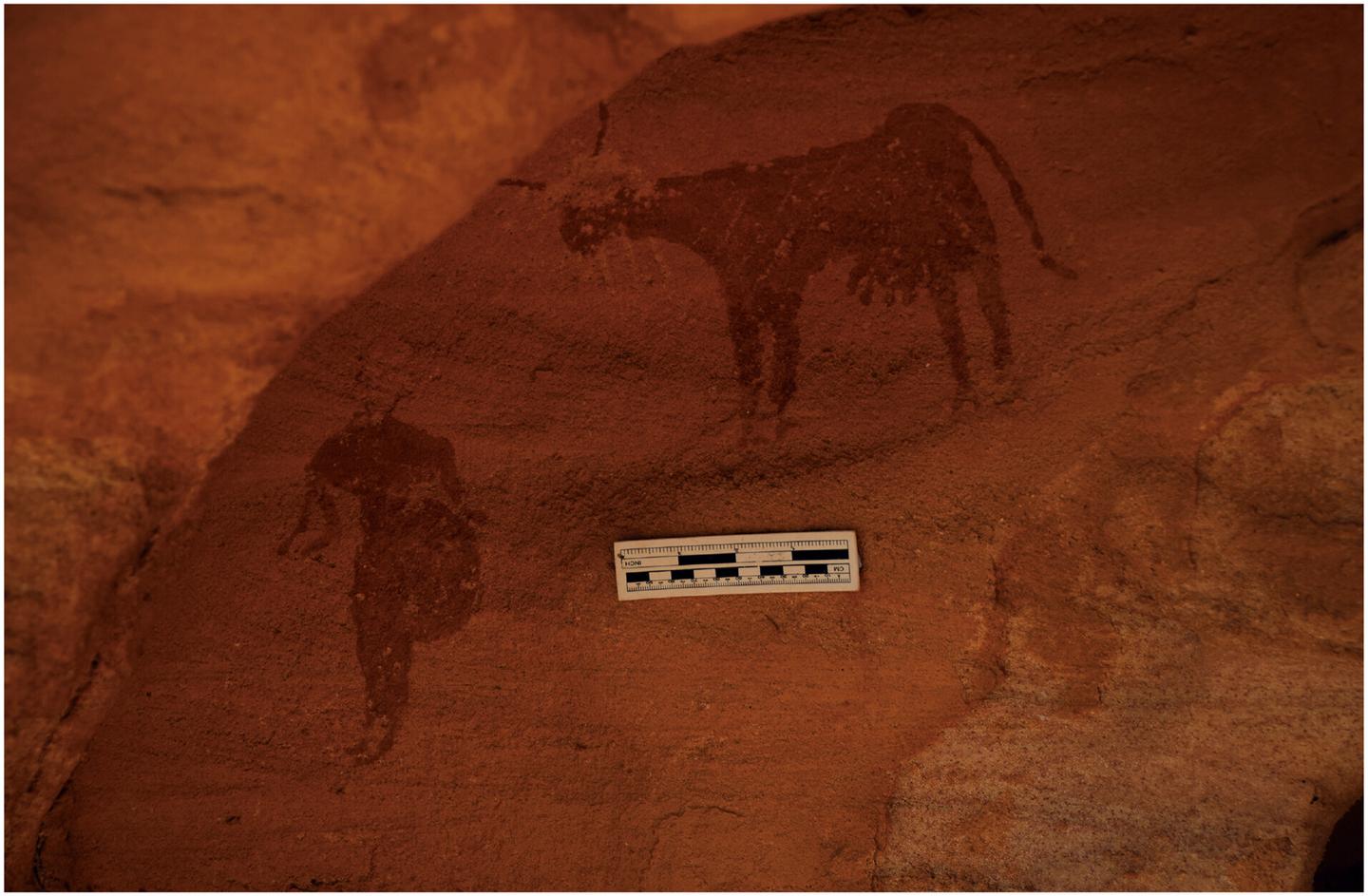 A rock painting of a full-uddered cow next to a human carrying a vessel suggests the presence of pastoralists in the now-arid region