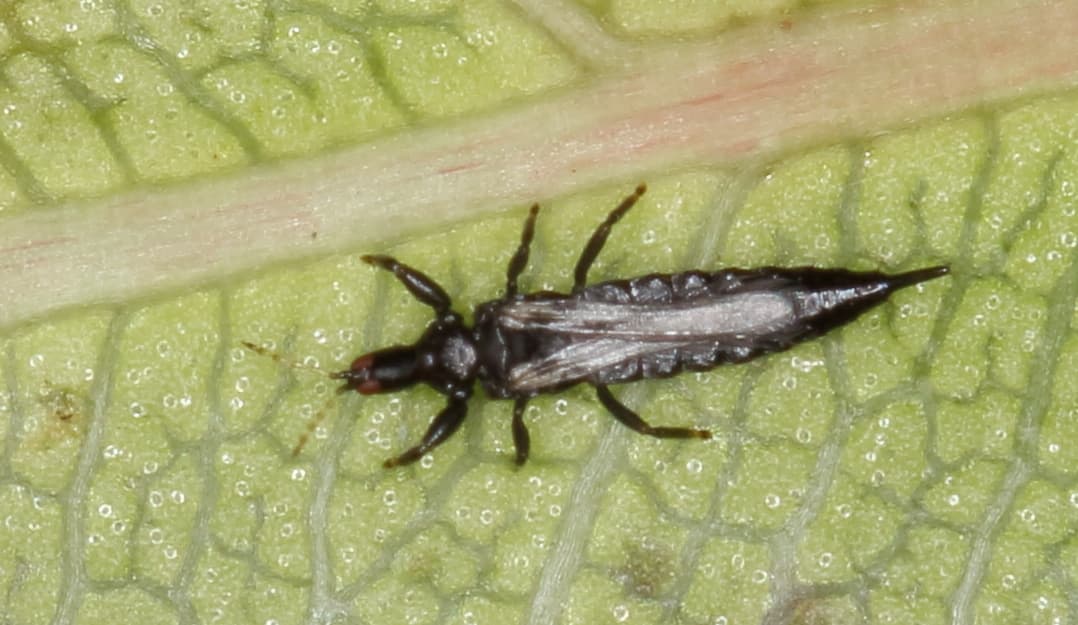 A tube-tailed thrips – and yes, that is the singular form of the word