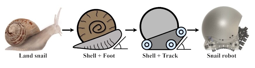 A diagram illustrating the parallels between the White Jade snail and the robo-snail
