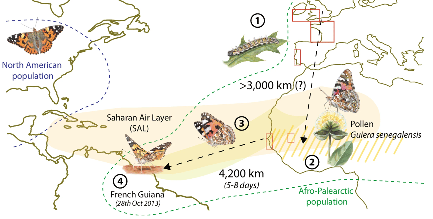 While scientists could confirm the 2,600-mile journey, they believe the butterflies might actually cover almost twice that distance