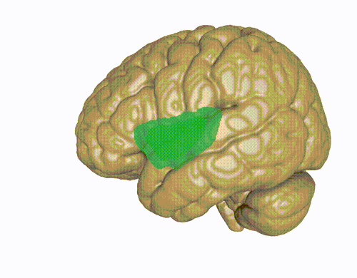 The insular cortex (IC) of the human brain, highlighted in green