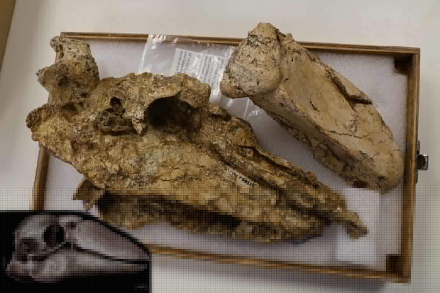 The newly discovered skull of Genyornis newtoni, along with an artist's recreation of how it would look intact