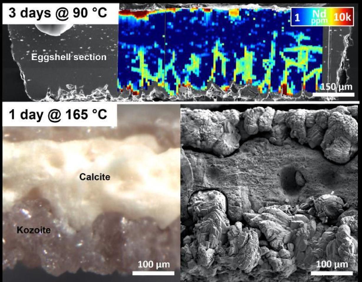 Composite image using high-resolution microscopy and spectroscopy showing the absorption and replacement processes of rare earth elements (REEs) in the eggshell