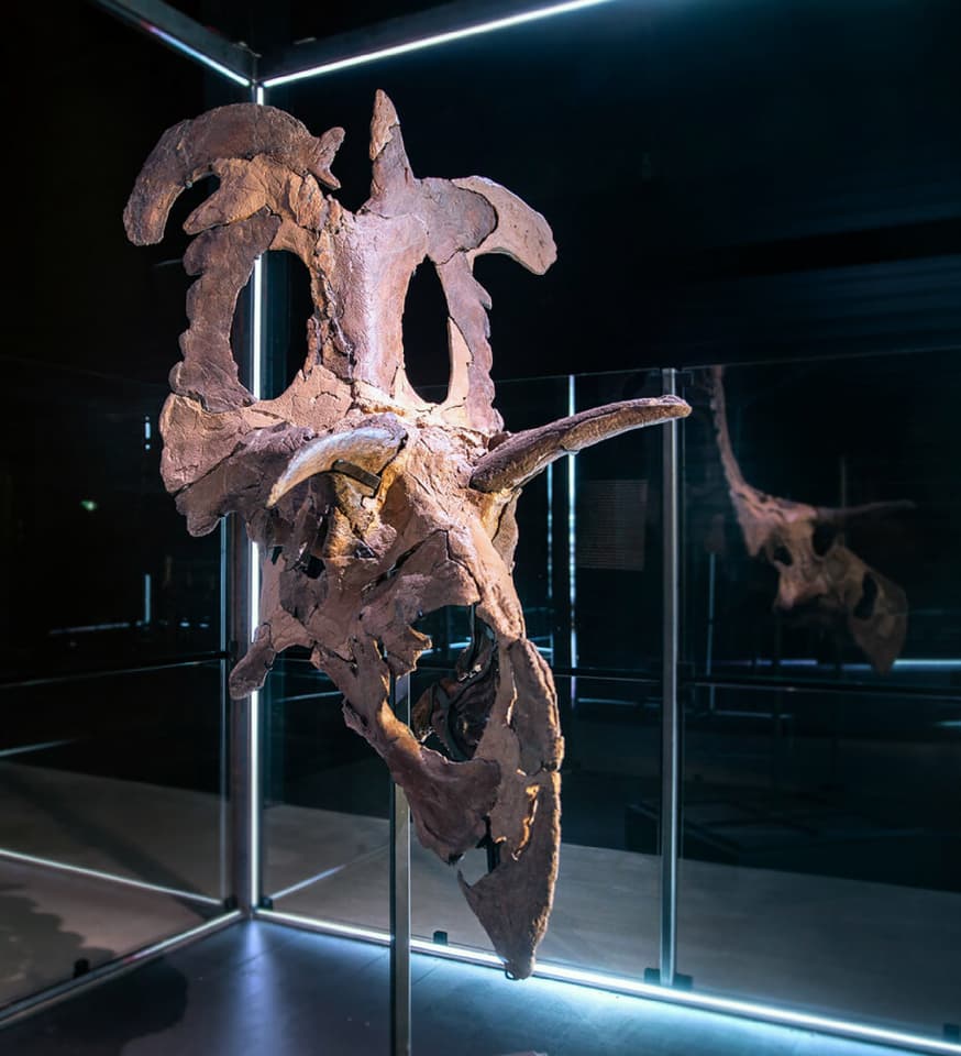 The reconstructed Lokiceratops skull