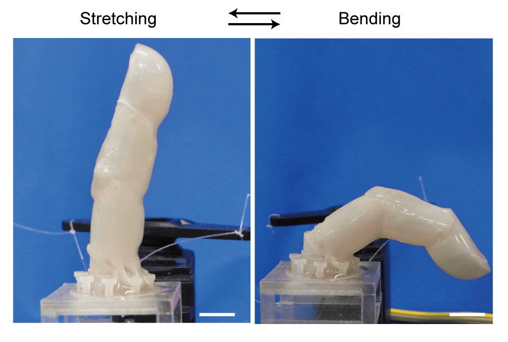 Prof. Shoji Takeuchi's skin-covered robotic finger, which is able to bend without breaking the skin