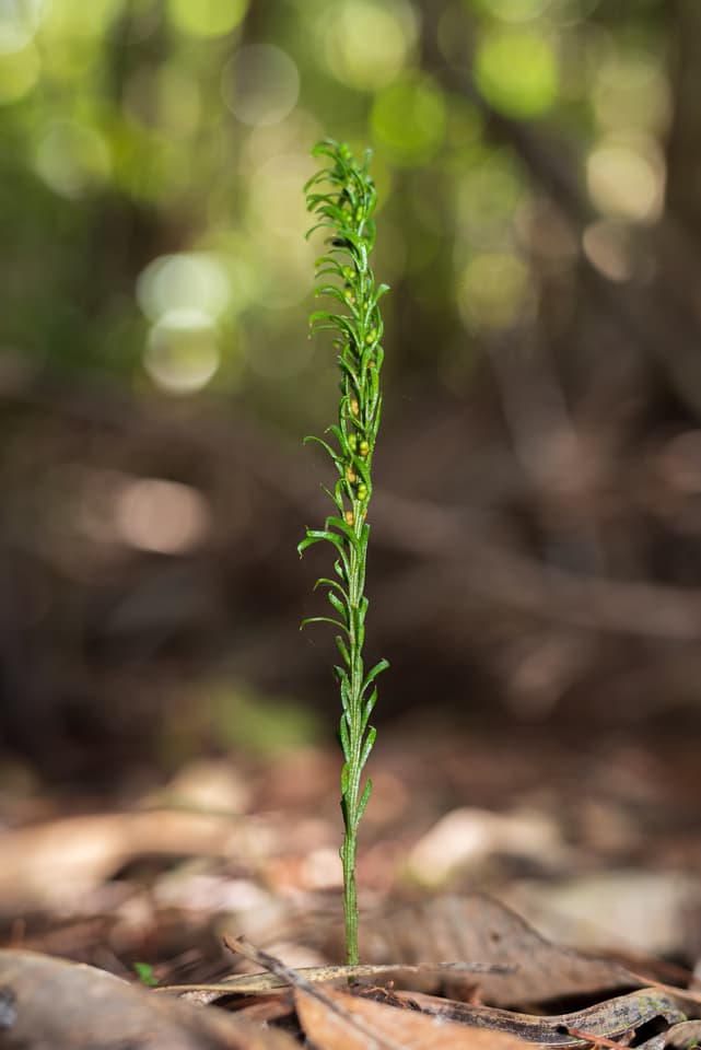 The humble fork fern species, Tmesipteris oblanceolata, doesn't look like much, but it's cleaned up in the Guinness World Records books