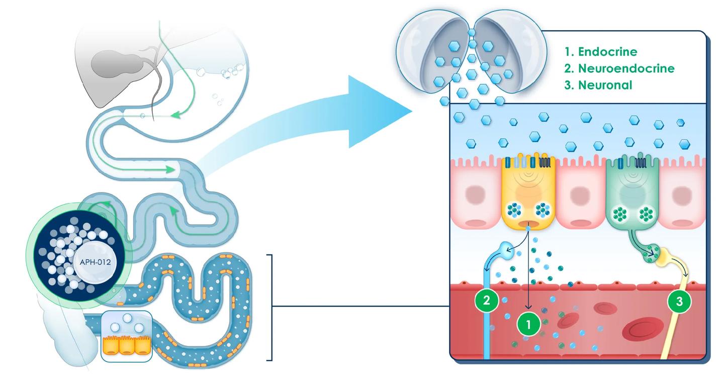APHD-012's mechanism of action in the small intestine