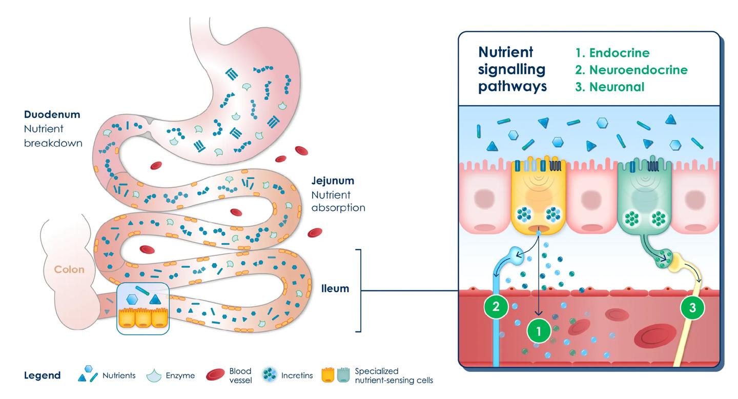 The nutrient signaling pathway in the healthy gut