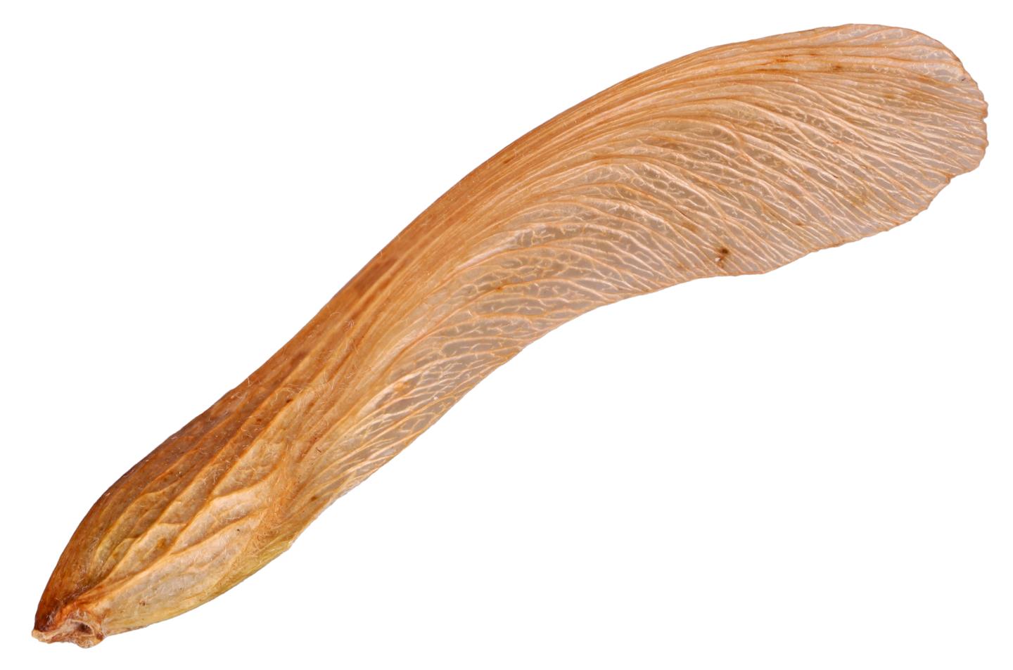 A maple leaf seed, aka a samara – monocopters based on this seed have utilized mechanisms such as wing flaps to steer, and used cameras that transmit one frame every revolution for relatively stable real-time video
