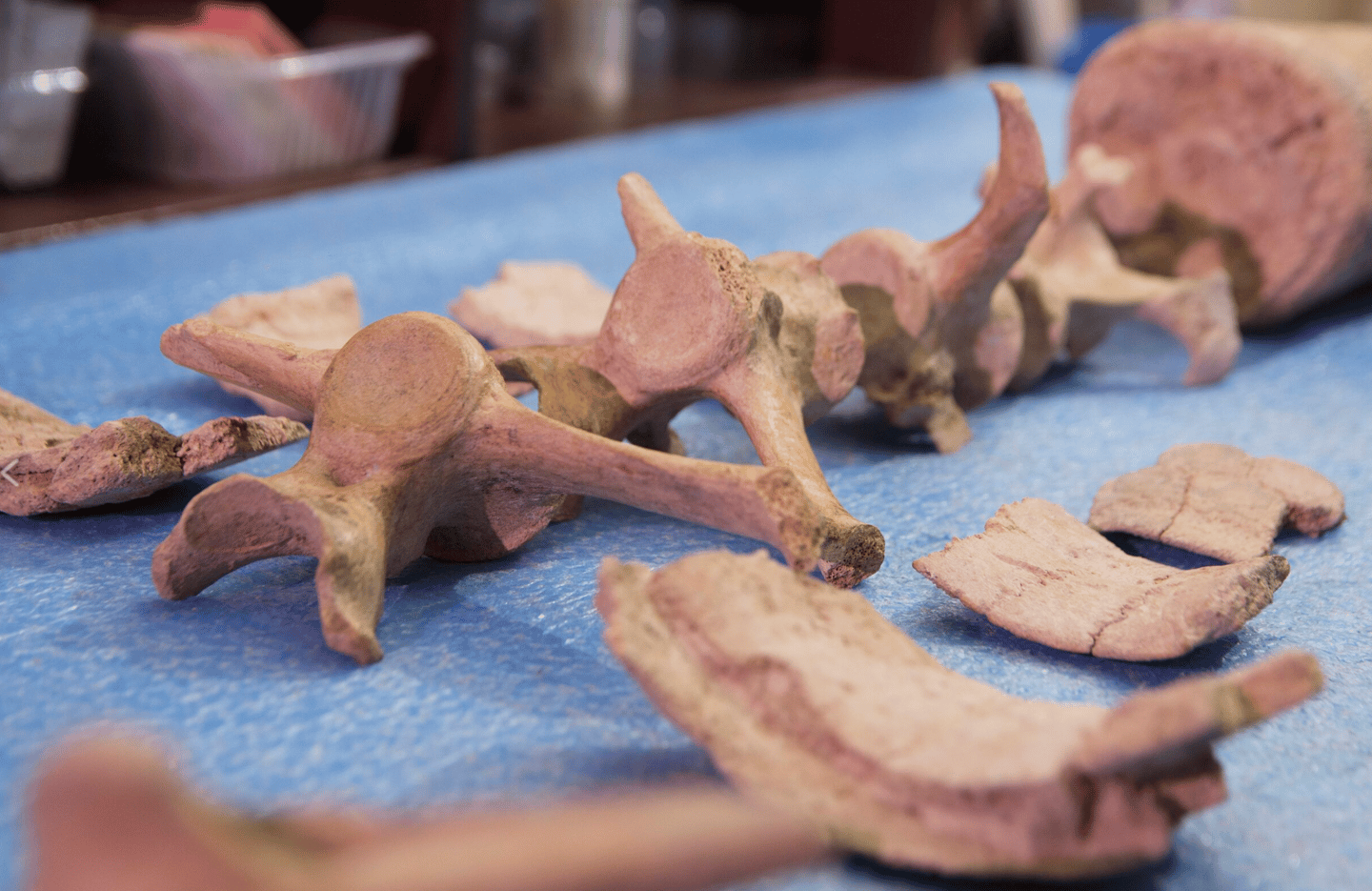 The bones showed the tell-tale scars of stone-tool impacts, telling researchers they were inflicted by humans, not by the teeth of another animal