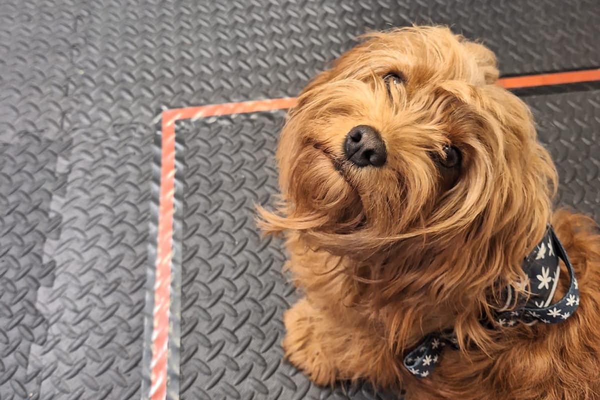 Freddie, one of the dogs in the study, gets ready to take a sniff of the odors used in the study