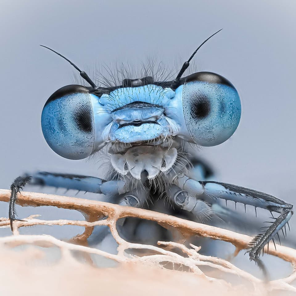 Efraïm Baaijens won the Project // 21 category with Tiny Titans