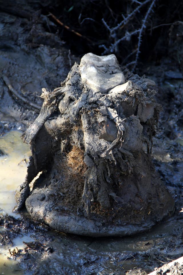 Part of the foot of the freeze-dried mammoth
