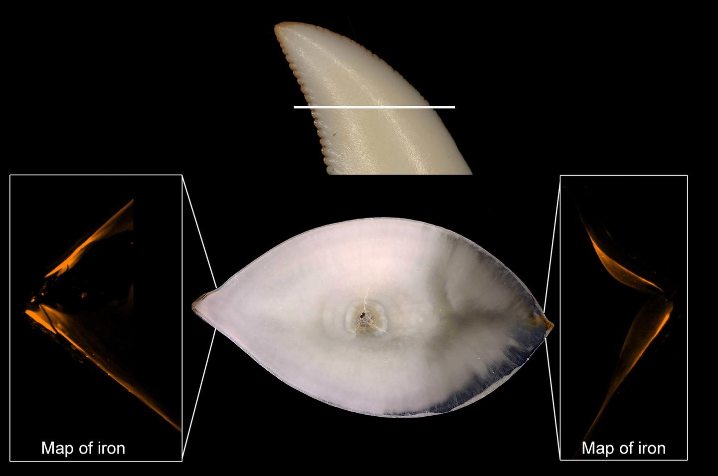 A side and cross-sectional view of one of the Komodo dragon teeth analyzed in the study