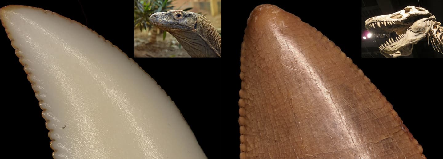 A Komodo dragon tooth (note the orange iron coating along its edges) as compared to a fossilized Tyrannosaurus rex tooth