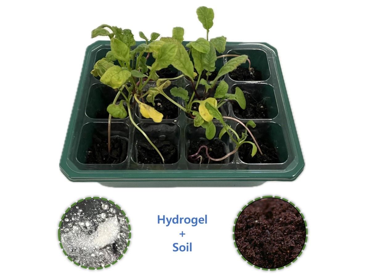 A batch of crops grown in the lab using the new hydrogel-infused smart soil