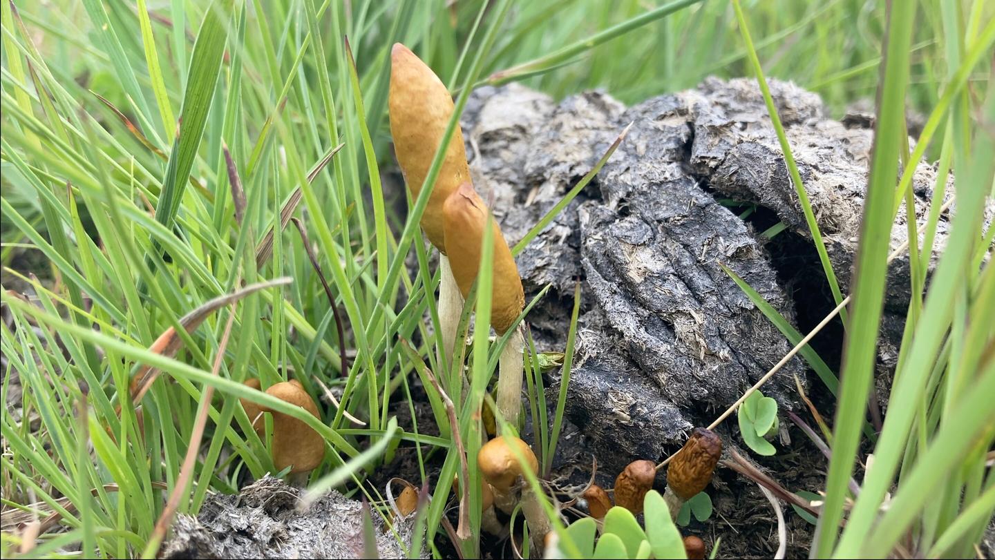 P. maluti was found growing in pastureland on cow manure in the Free State and Kwa-Zulu Natal provinces of South Africa, as well as the highlands of Lesotho