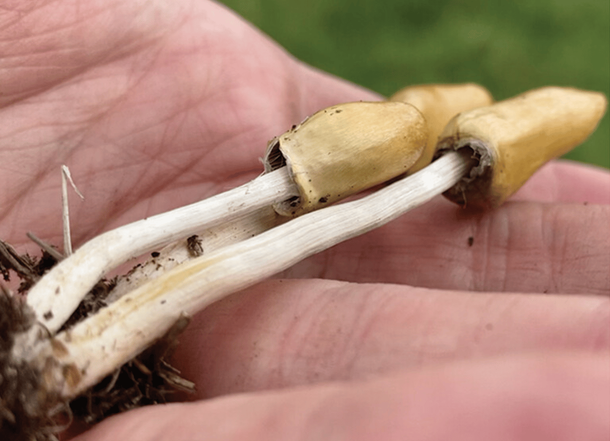 The researchers have also found out this species is used by traditional healers in Losotho