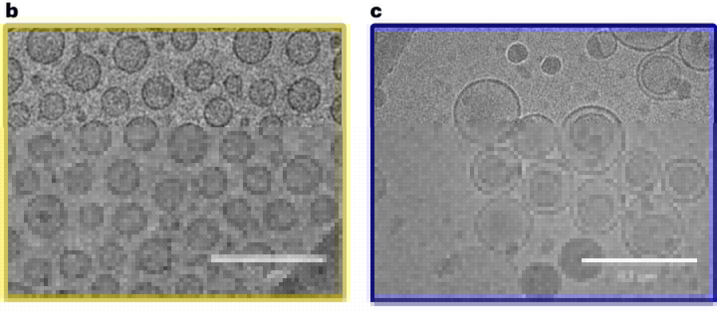 Regular liposomes (yellow border) and concentrisomes with inner and outer compartments on the right (blue border)
