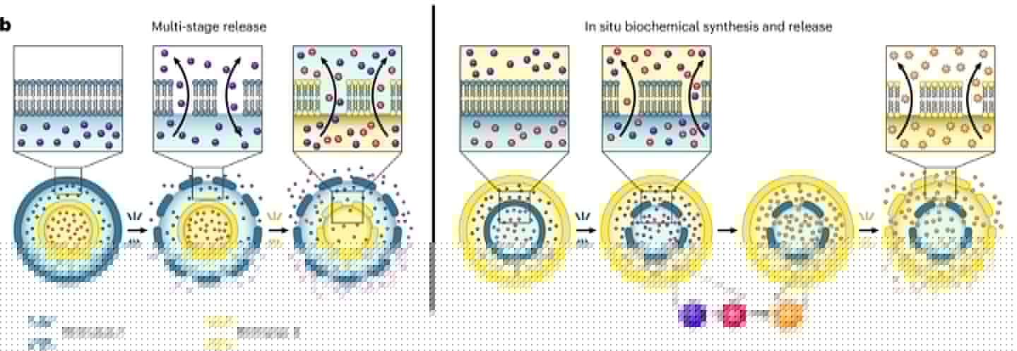 An illustration of multi-stage payload release (left) and biochemical synthesis and release