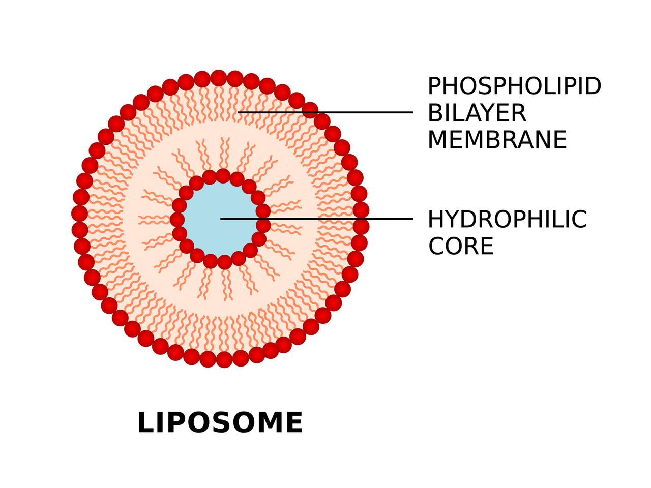 A standard liposome, comprised of an aqueous core enclosed by a bilayer lipid membrane