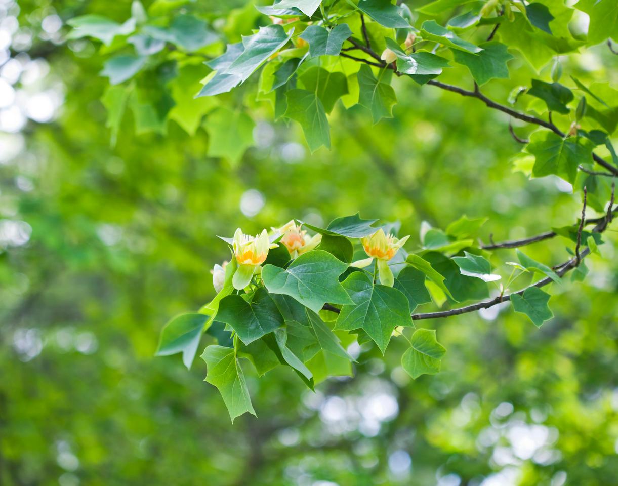 The North American species of the tulip tree in bloom in springtime
