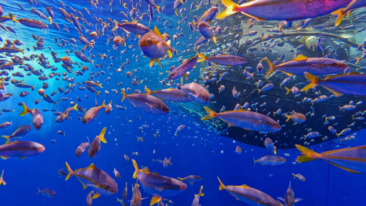 The Ocean Cleanup's net allow marine life to swim through and about it safely while garbage collecting