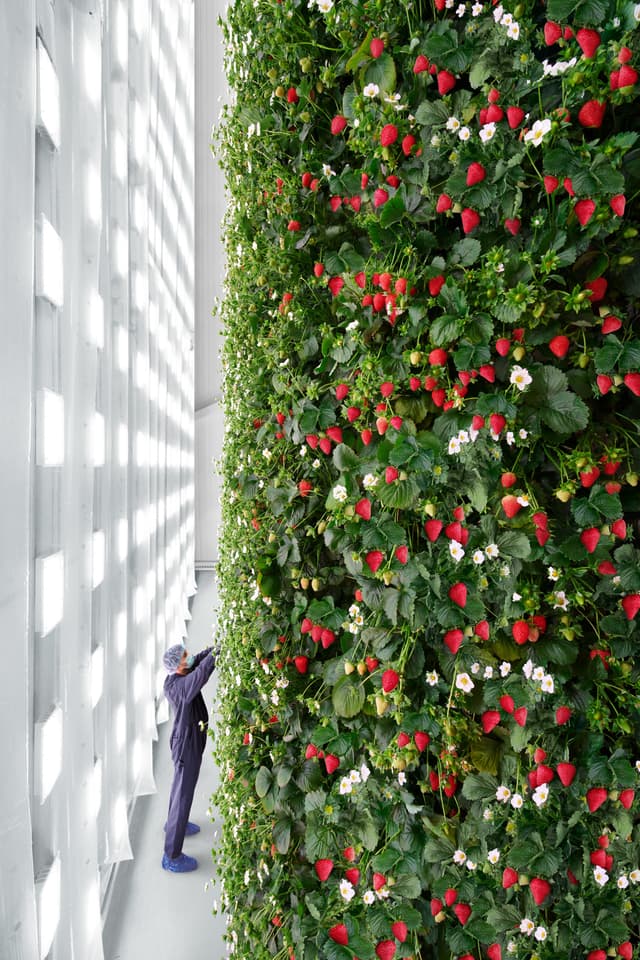The grow room will be highly controlled to optimize pollination and fruit production
