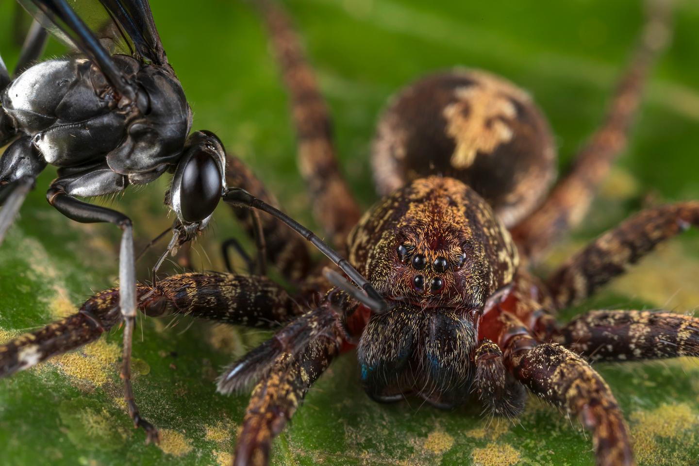 Networks in Nature winner – "Hunter Becomes the Hunted" by Roberto García-Roa