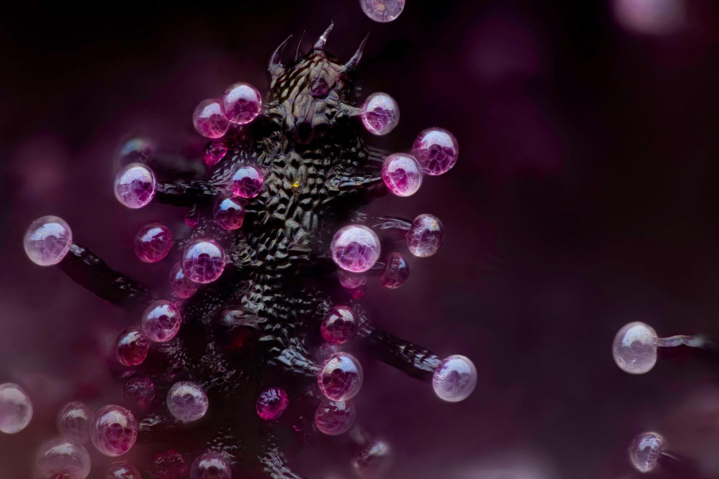 3rd place: Leaf of a cannabis plant. The bulbous glands are trichomes. The bubbles inside are cannabinoid vesicles