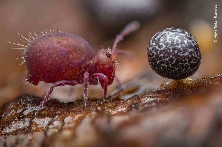 The winner of the youth competition is entitled "Life Under Dead Wood" and was taken by 17-year-old photographer Alexis Tinker-Tsavalas from Germany. It shows an insect called a springtail facing the fruiting body of a slime mold.