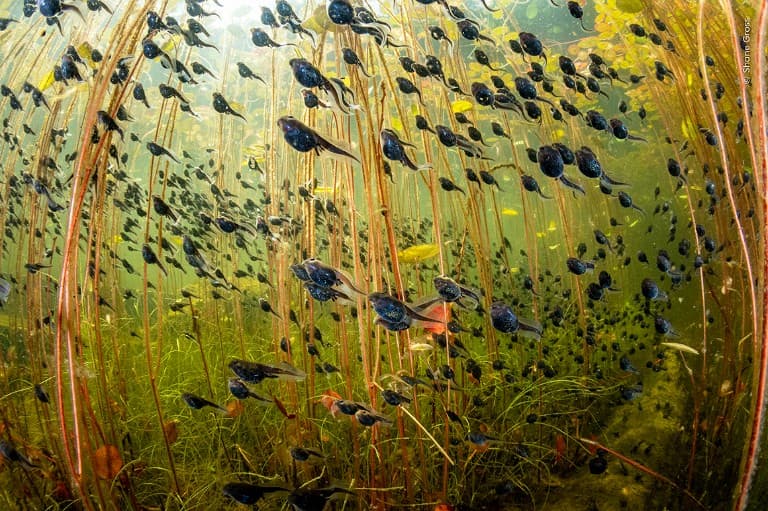 Shane Gross from Canada got his grand-prize-winning shot after snorkeling in a lake on Vancouver Island for several hours. "The photographer immerses us in an epic migration of tiny tadpoles, a scene that most of us would have never imagined existed," says photonaturalist and competition judge Tony Wu. "By putting us in the midst of this movement of millions, they highlight the fact that beauty and magic exist everywhere, even in the most mundane of settings.”
