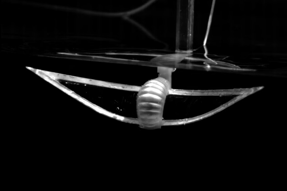 A front view of the new manta-ray-inspired soft-bodied robot