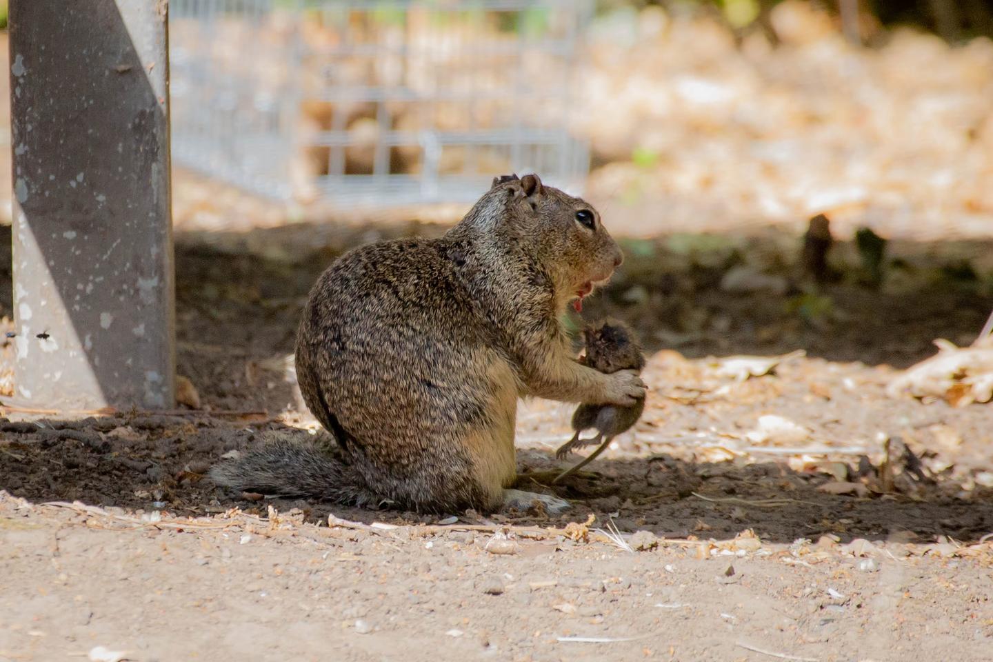 Over 18 observation days, researchers witnessed squirrels hunting voles 31 times, with 17 confirmed kills