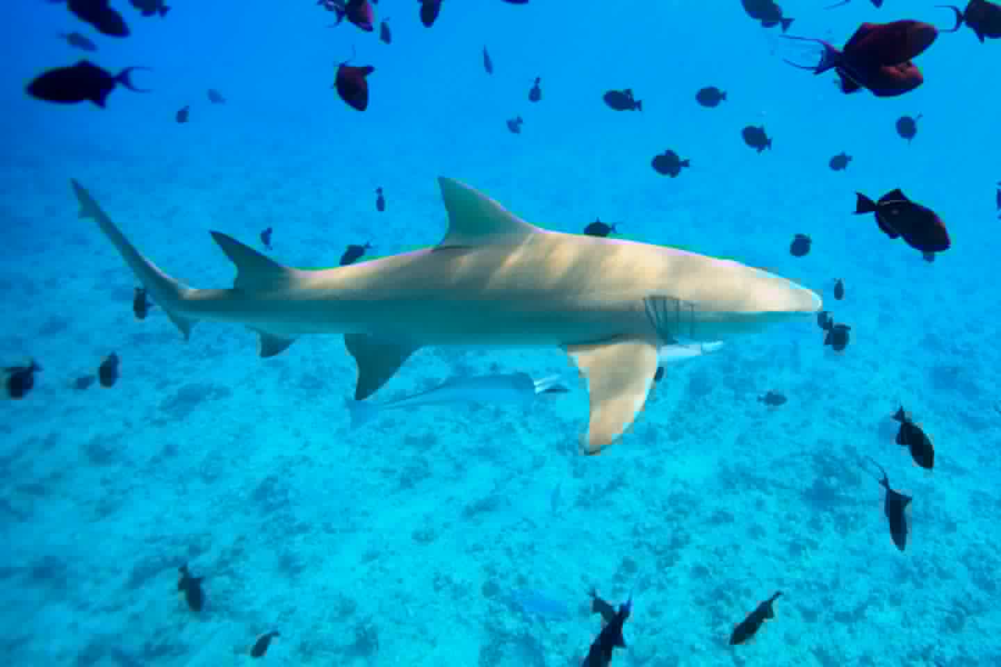 A modern lemon shark – just imagine this, but eight times bigger