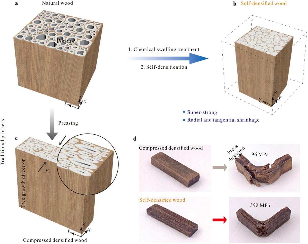 This diagram illustrates the differences between the self-densified wood (top right) as compared to traditional compressed wood (bottom left)