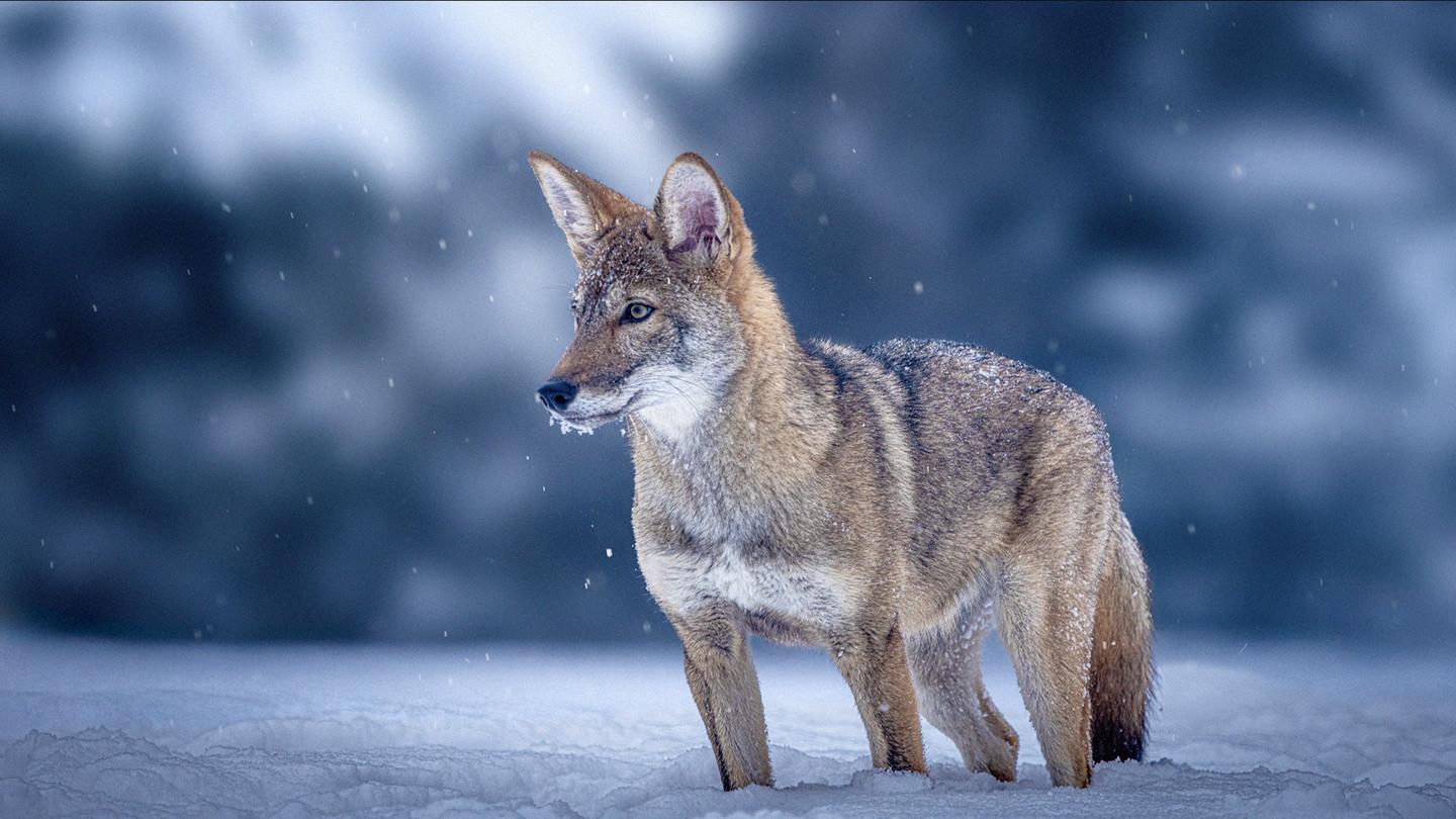 One of the four cloned red wolves, named Hope, at four months old