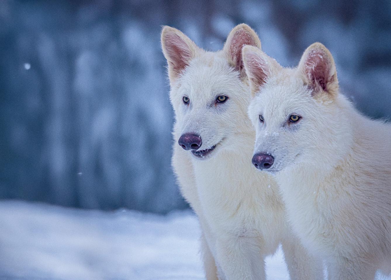 Remus and Romulus at about three months old, already taking on the traits of the large wolves