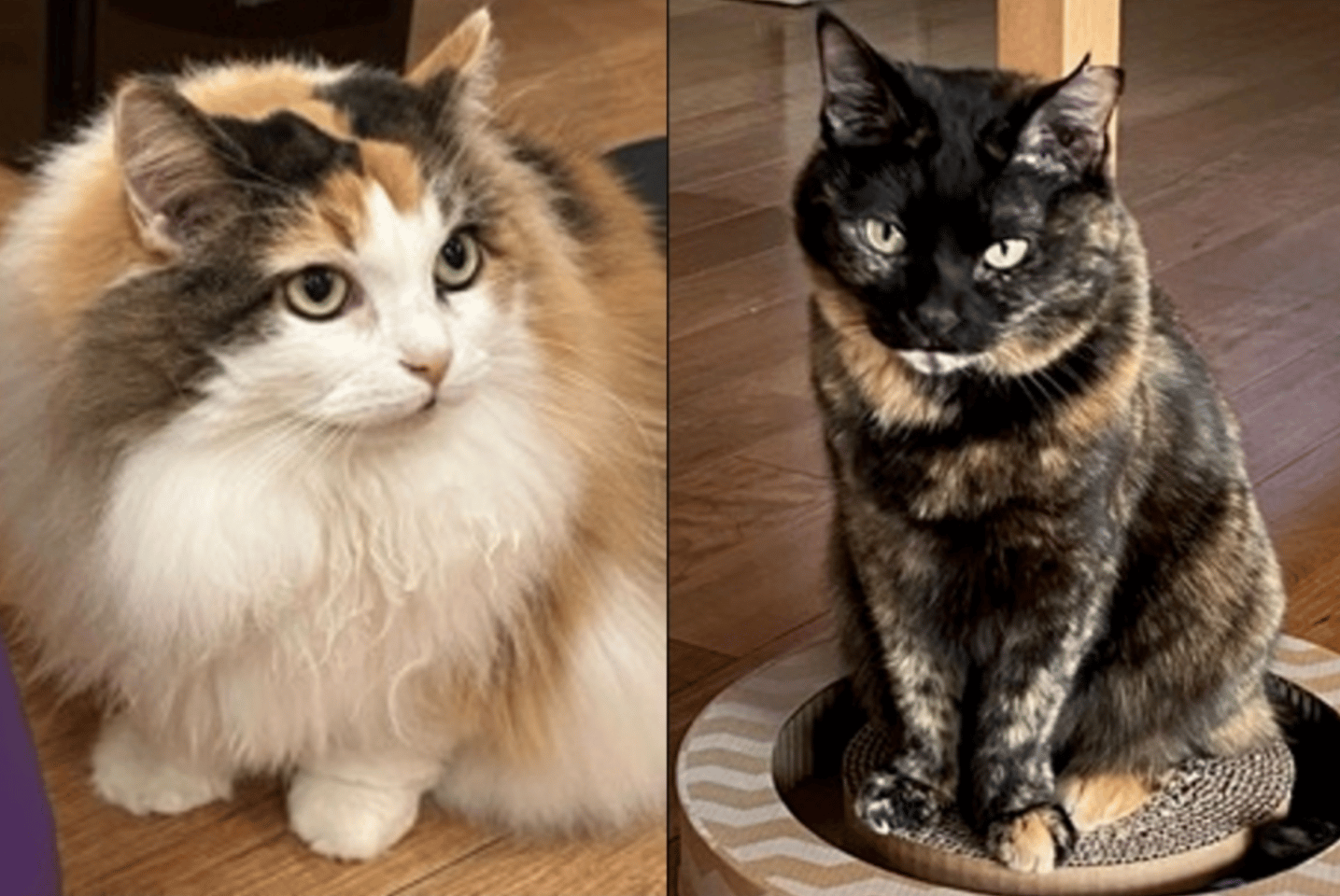 Calico (left) and tortoiseshell (right) cats are the result of X chromosome inactivation