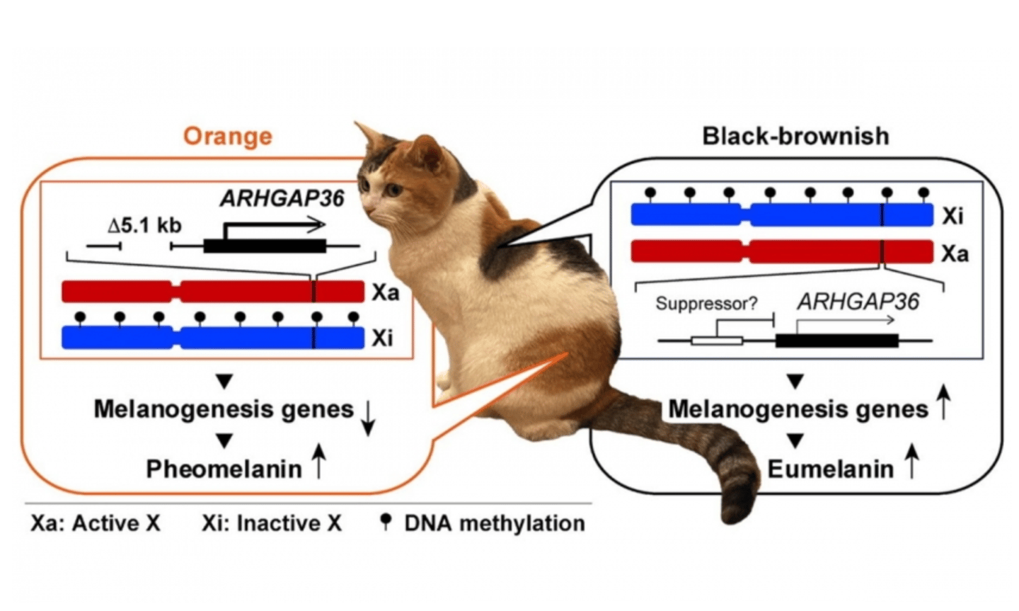Calico cats have X chromosomes that have two variants of the gene ARHGAP36. In orange patches of fur, the active chromosome (red) contains a deletion mutation in ARHGAP36, while in black patches of fur, the active chromosome (red) does not contain the deletion, and ARHGAP36 is suppressed